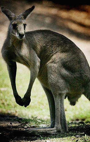 Dog Scares Away Meany Kangaroo Dog Scares Away Meany Kangaroo