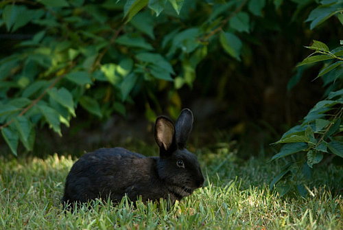 Pet Rabbit Alerts Family to Fire Pet Rabbit Alerts Family to Fire