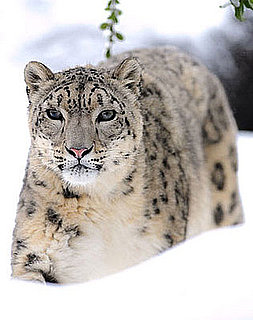 Creature Features: Snow Leopards