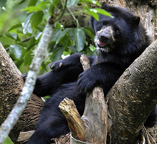 Guess What Bear Species?