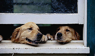 Did You Leave a Pet at Home and Move Away?