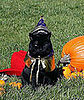 The Scoop: First Cat Passes Away