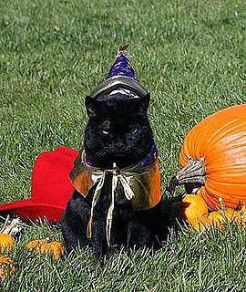 The Scoop: First Cat Passes Away