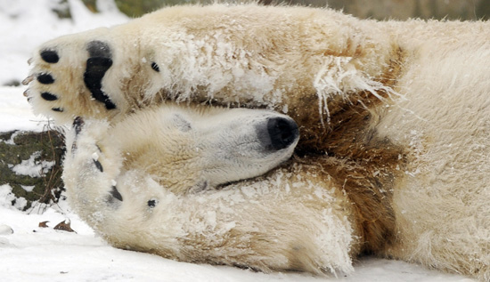 Playful Knut the Cute Frolicks in Berlin . . . Still Sans Fraulein
