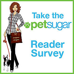 Please Take PetSugar's Survey!