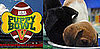 Help PetSugar: What Would You Ask the Puppy Bowl Referee?
