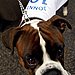 6. Boxer