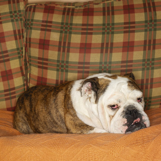 8. Bulldog