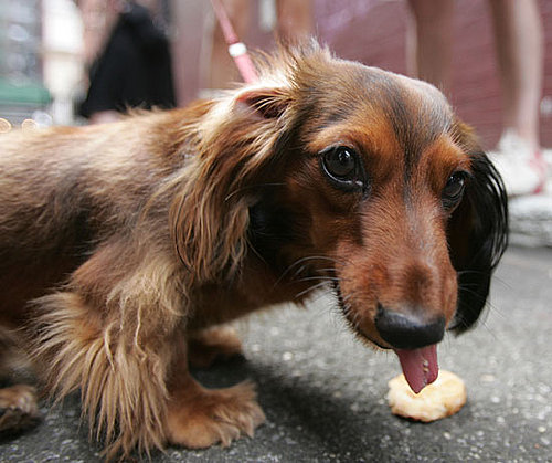 7. Dachshund 7. Dachshund