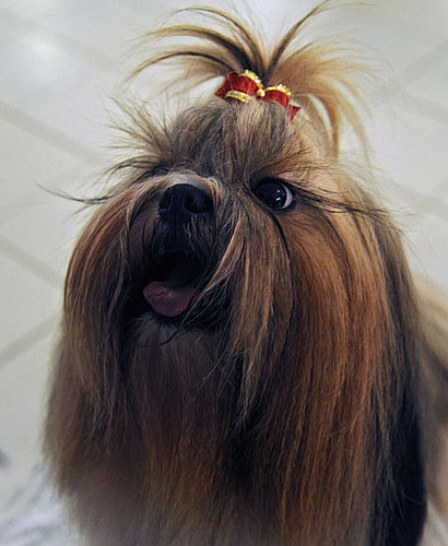 10. Shih Tzu 10. Shih Tzu