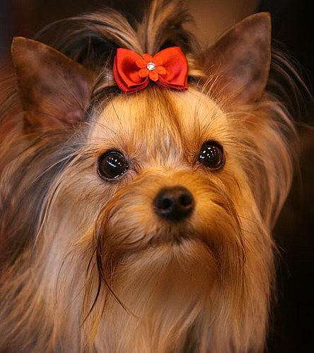 2. Yorkshire Terrier 2. Yorkshire Terrier