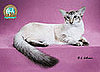 Guess What Breed?