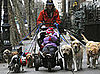 What's Your Take: Should Dog Walkers Be Licensed?