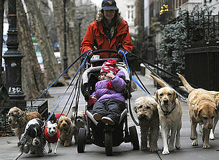 What's Your Take: Should Dog Walkers Be Licensed?