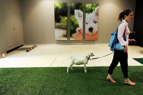 Out and About: Sydney's Swank PawPaws Out and About: Sydney's Swank PawPaws