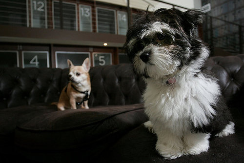 Out and About: Sydney's Swank PawPaws Out and About: Sydney's Swank PawPaws
