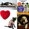 Pet's February Must Haves