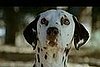 Which Clydesdale and Dalmatian Commercial's Cuter?