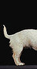 Which Way Does Your Dog's Tail Wag? (It Means Something.) 
