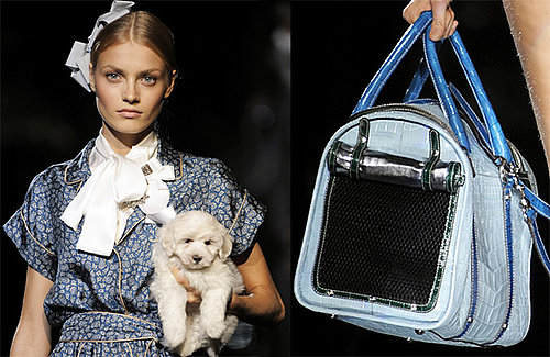 New Product Alert! Dolce & Gabbana Miss Dog