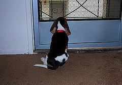 I Need Your Help . . . Separation Anxiety