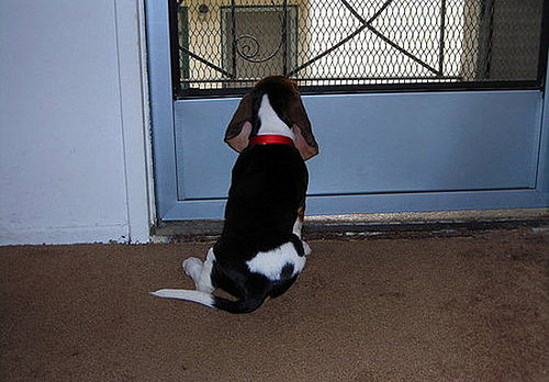 I Need Your Help . . . Separation Anxiety