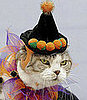 Is Kitty's Dress Up Time Super Scratchy or Super Simple?