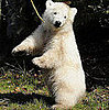 Flocke's Public Debut of Dancing Skills