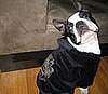 North Rocks His LA Doggie Styles