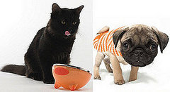 Treat a Pet to Something Orange! Treat a Pet to Something Orange!
