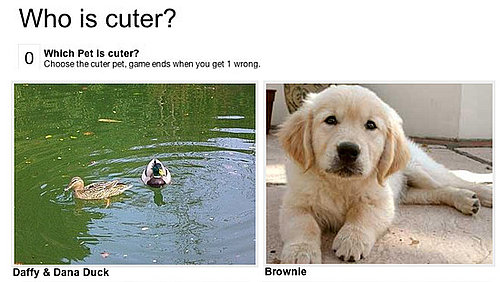 Keep Playing Which Pet Is Cuter!