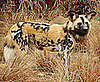 Out and About: African Wild Dogs Come to LA