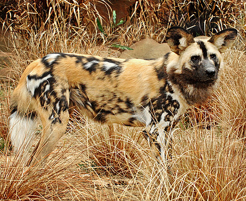 Out and About: African Wild Dogs Come to LA