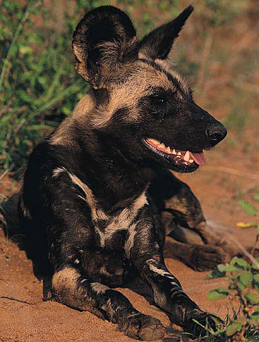 Creature Features: African Wild Dogs