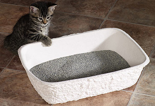 Pampered Pals: Porta-Potties For Kitties