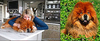 The Passing of Paw Paw: Martha's Cute Chow Chow Dies