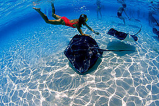 Creature Features: Stingrays
