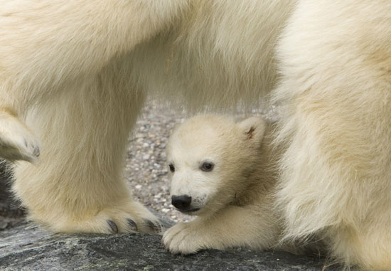 Germany Is the Land of Polar Bears . . . Meet Baby Wilbaer Germany Is the Land of Polar Bears . . . Meet Baby Wilbaer