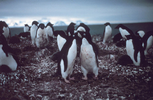 Adelie Penguins Adelie Penguins