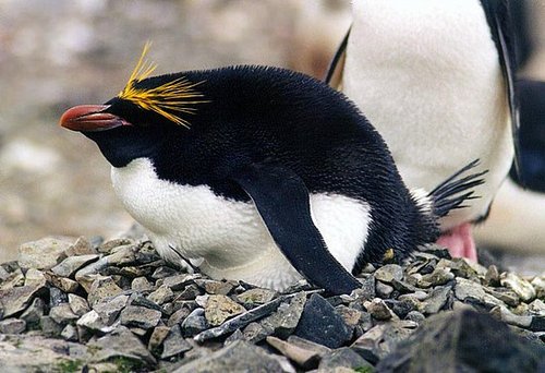 Macaroni Penguins Macaroni Penguins