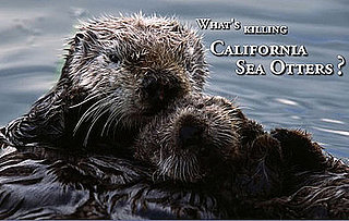 The Scoop: Deadly Cat Poop for Sea Otters