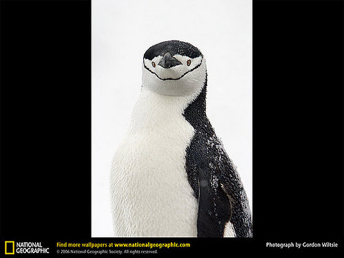 Chinstrap Penguins Chinstrap Penguins