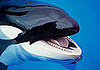 Creature Features: Killer Whales