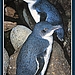 Fairy Penguins