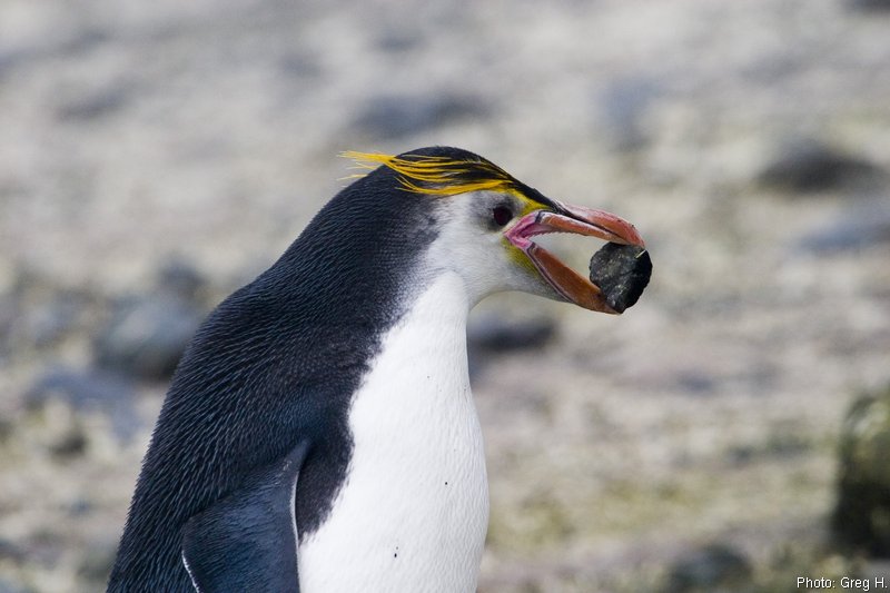 Royal Penguins Royal Penguins