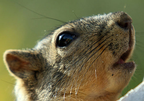The Scoop: Santa Monica Squirrels Get Birth Controlled