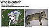 Could You Pick Which Pet Is Cuter For Money?!