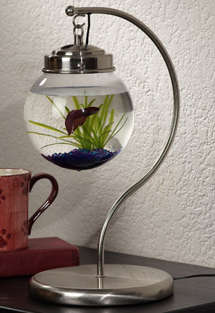 On the Ball: Make a Terrarium