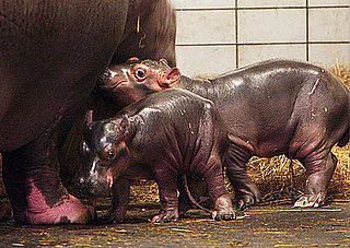 Meet Baby Hippos!