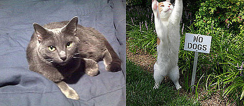 I Need Your Help . . . How to Move Cats That Hate Cars!